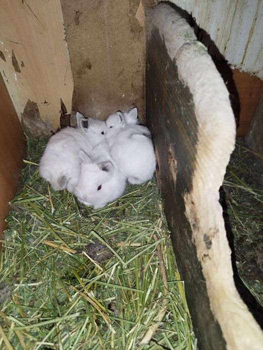 Кролики декоративные