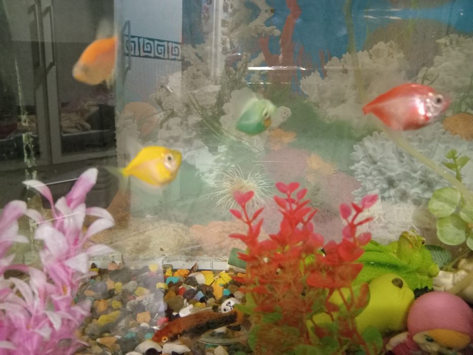 Продам аквариум с рыбками