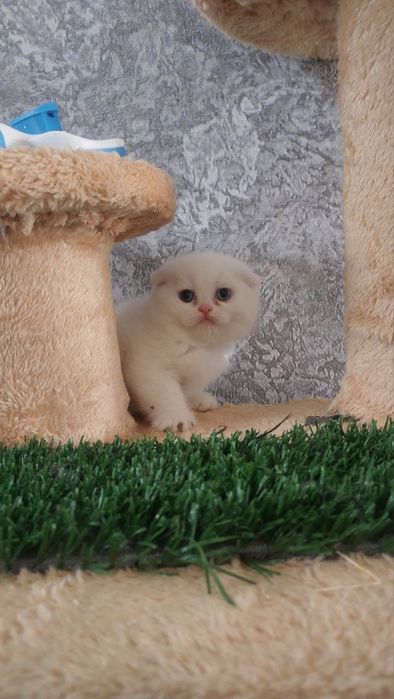 Продаются котята