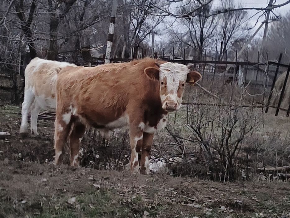 Продам подсос бычков