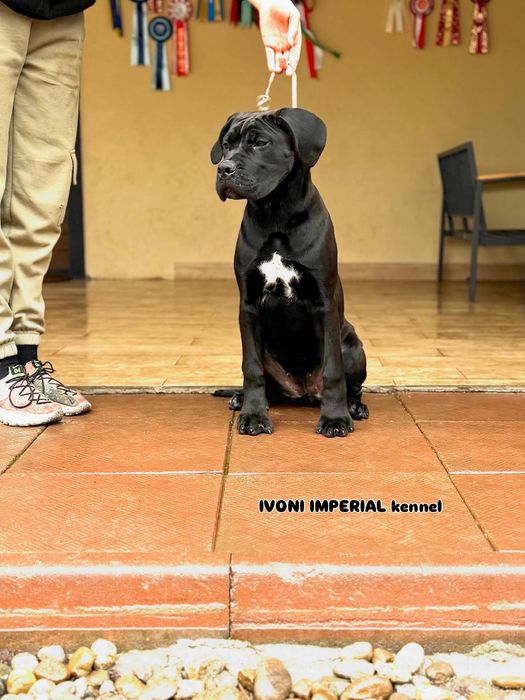 Продавам кученца Кане Корсо – ваксинирани, с паспорт и родословие