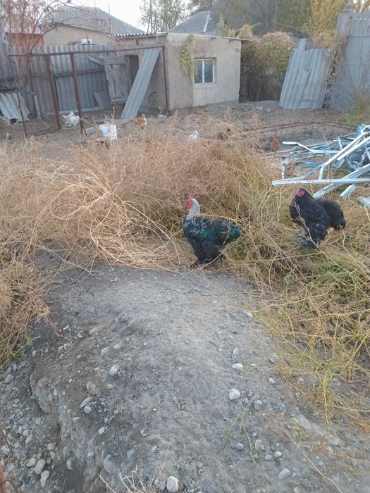 Петуха брамма продам.