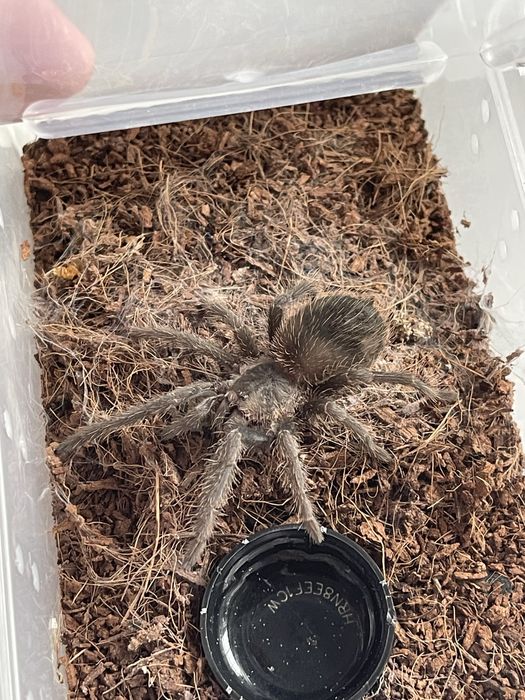 Тарантула Tarantula Lasiodora Parahybana