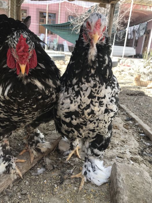 Brama tuximlariga zakaz olamiz xamma rangidan bor.