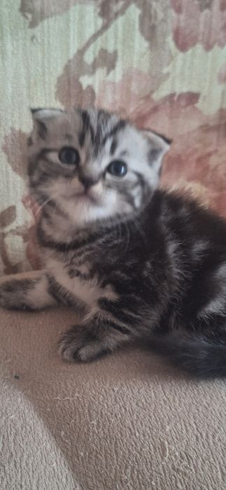 Котятки шотландские