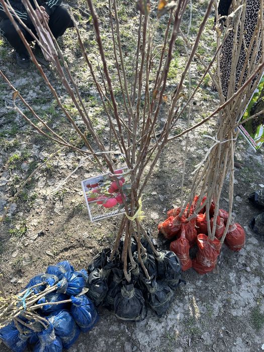 Жемыс жидек көшеттер