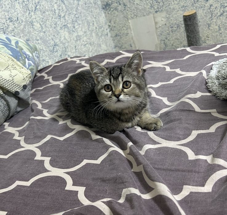 Продам Шотландского котенка