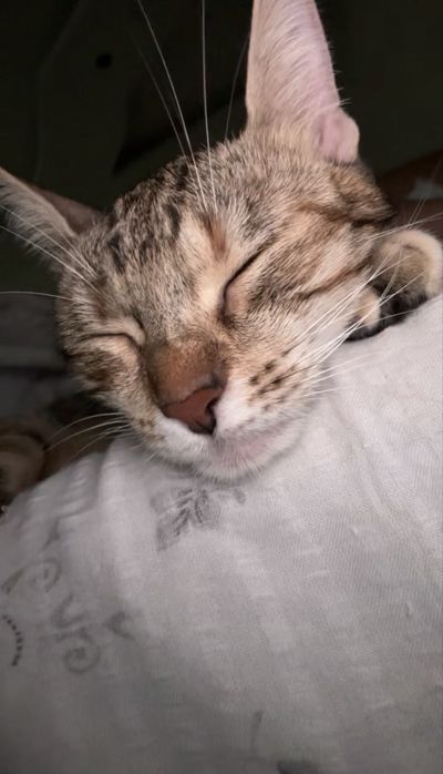 Търси се любящ дом за гальовна котка Зевс