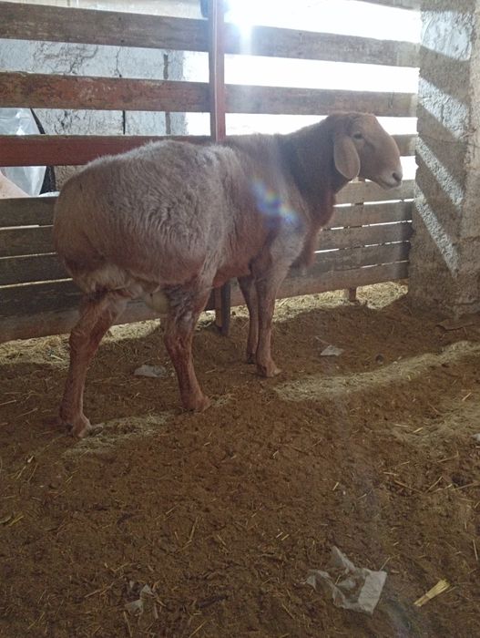 80линали арашан қўчқор сотилади. Нархи 12 млн