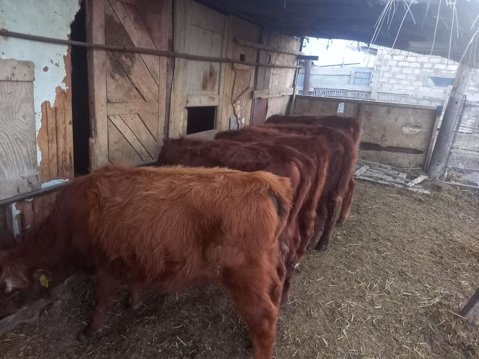 Баспақтар сатылады.