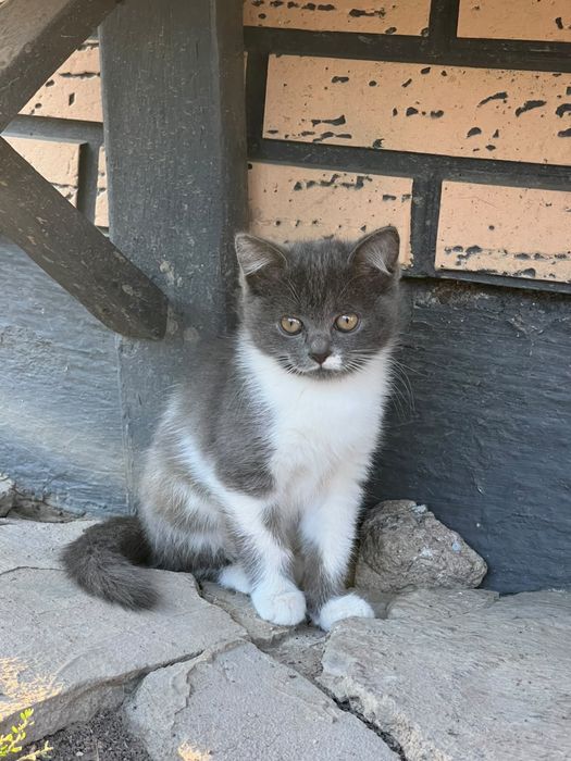 Отдам котят в добрые руки