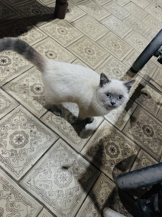 Кошка сямская 3 месячная