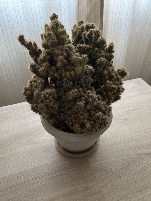 Продам домашние кактусы