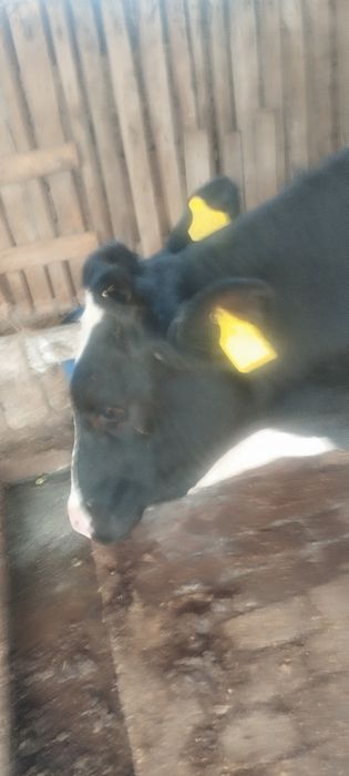 Немис бука 8 ойли буйи 120 срочно сотлади срочно сотлади пул зарил йеб