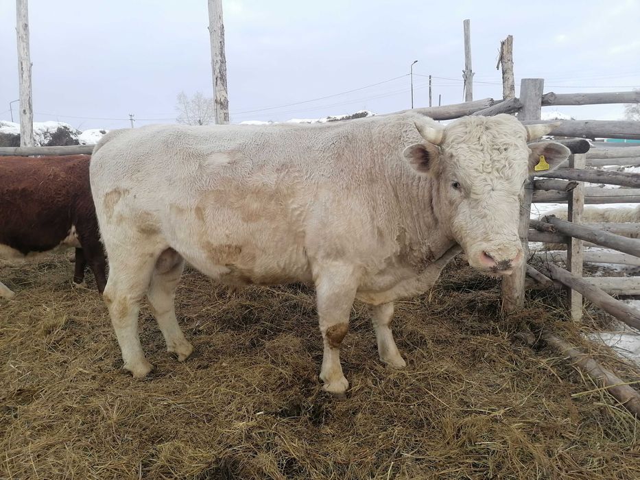 Бык 5лет срочно продам