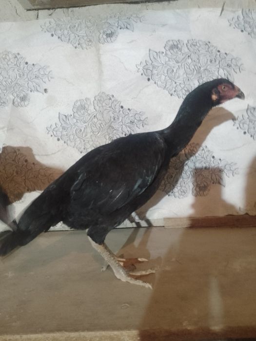 Жожа мокйонла сотилади кора тойла