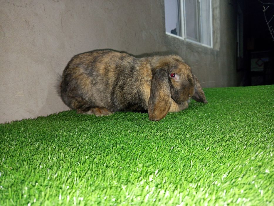 Кролик Французский баран