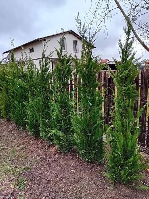 Leylandy cupressocyparis (tuia leylandii)