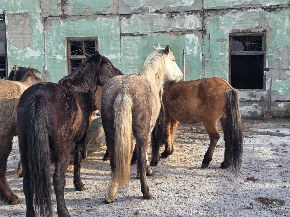 4 бас Бие сатам бес жасар