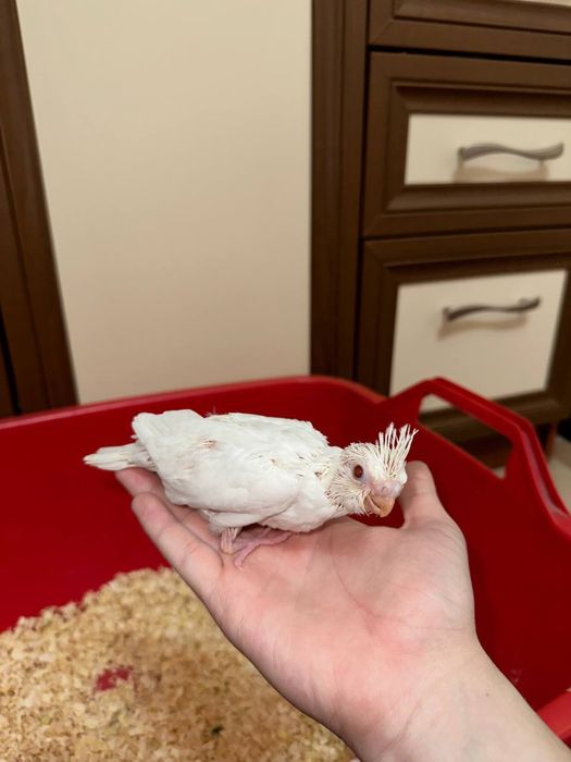 Продаются идеально ручный попугаи кореллы