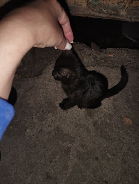 Котенок ищет дом срочно