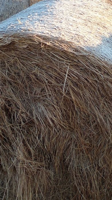 Продам сено луговое хорошее в рулонах 250 - 300 кг