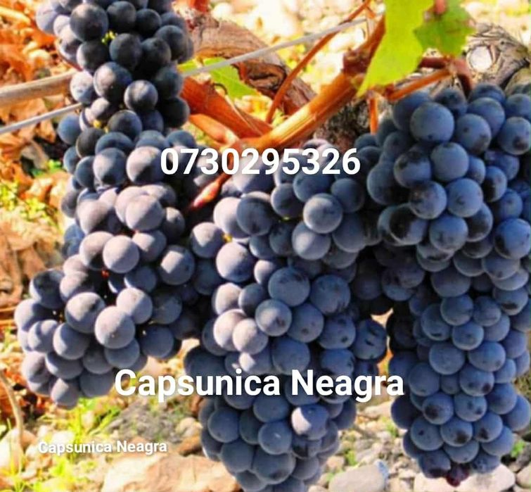 Butași viță de vie Altoita și Hibrida anul 3 de vegetație