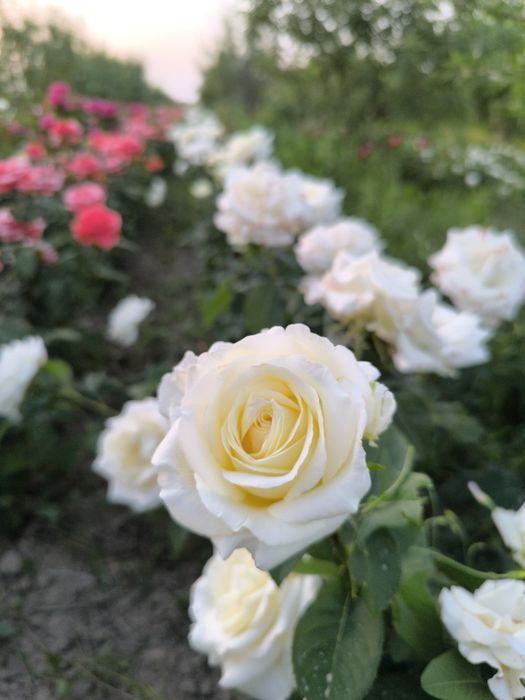 Atirgullar sotiladi tomiri oʻq tomir emas  nozik emas yaxshi boʻlgan