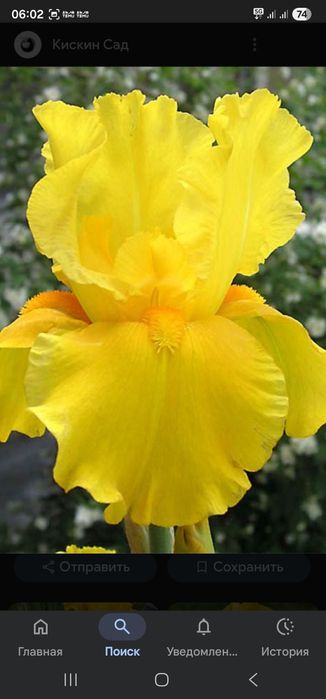 Цветы садовые разные