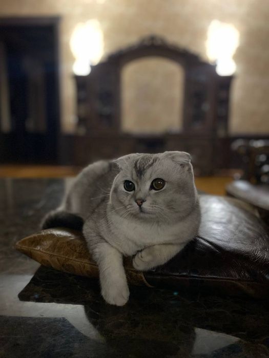 Продаются серебристые шиншиллы. Котята скотиш фолд и страйт.