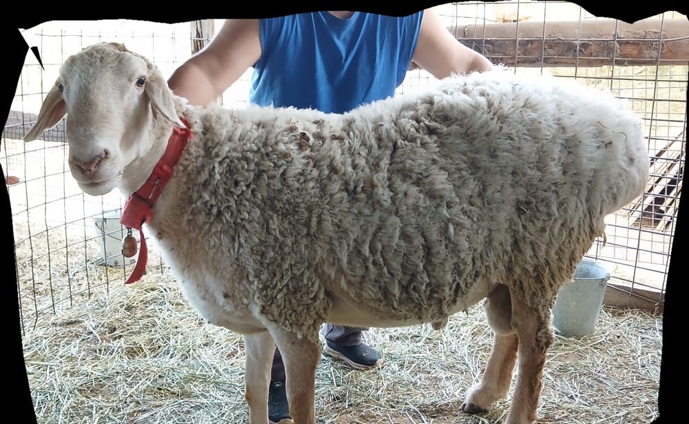 Продам кошкара!!!