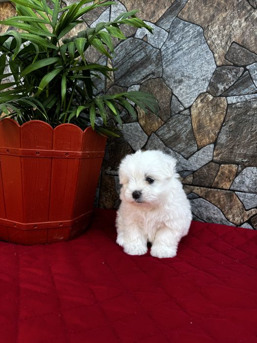 Pui Bichon – 2 fetițe și 1 băiețel
