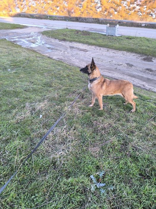 Белгиска овчарка.