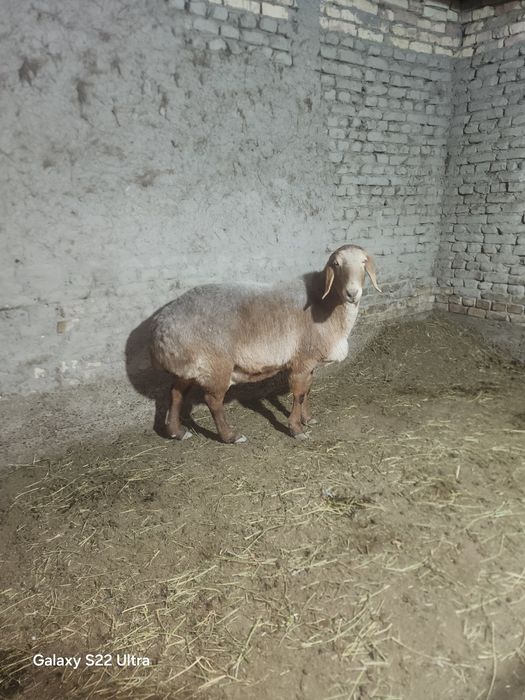 Арашан бугоз куйла сотилади