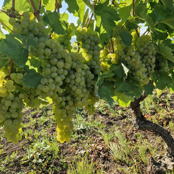 Struguri feteasca  riesling si traminer