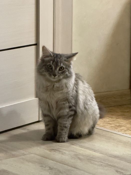 Кот в добрые руки бесплатно