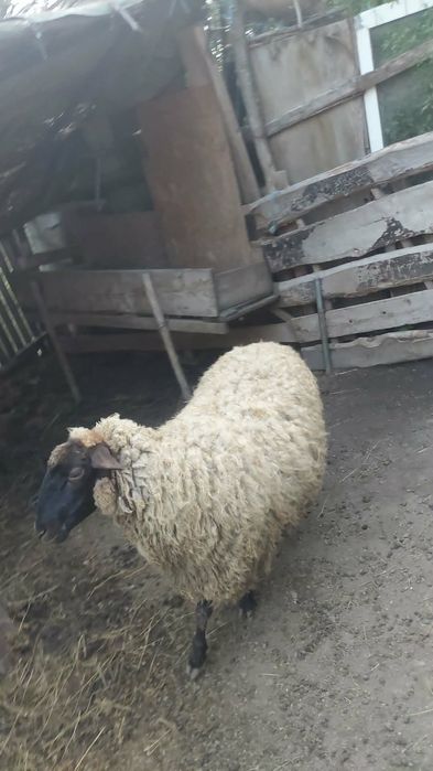 Vând oi cu miei la prima fatare