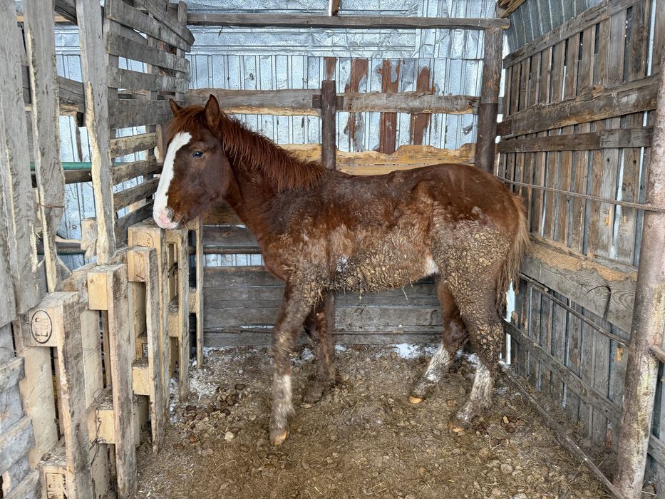 Жабагы на откорме