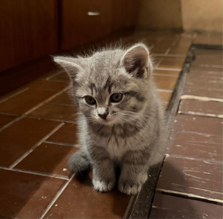 Отдам котят в хорошие руки!!!
