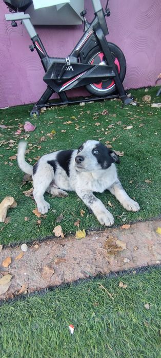 Отдам в добрые руки щенков!