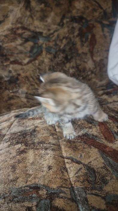 Zotli mushukla Otasi British Shinshila Onasi Scotish Strayt