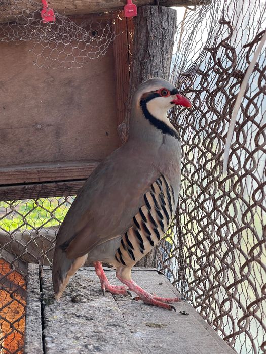Свободен мъжки кеклик