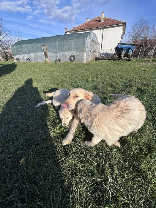 Голдън  Ретривър кученца