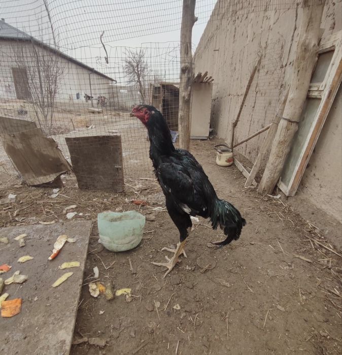 Aprelda chqan xoroz srochna sotlad