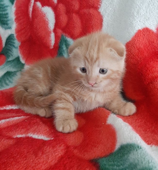 Продаётся котёнок