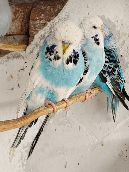 Продавам папагали