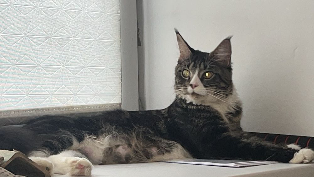 Продам милых,красивых котят.