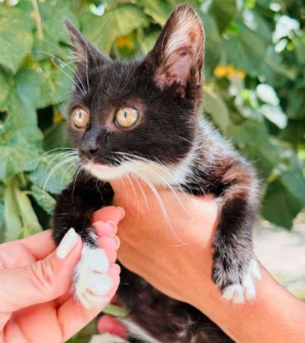 Коте Ениа търси дом