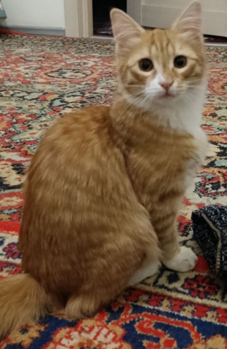 Отдам котят в добрые руки