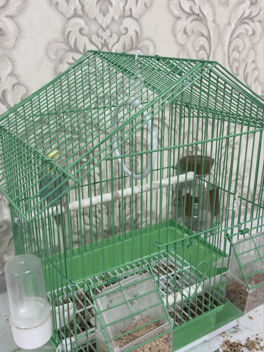 Продам волнистого попугая (девочка)